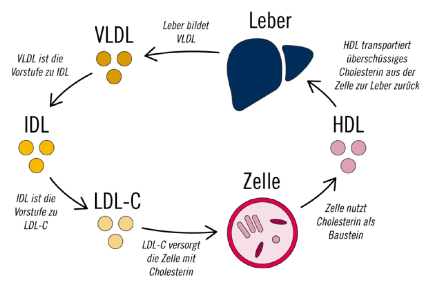 Lipoproteinen